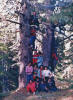 1984 Lorica